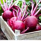 Sementes Beterraba Early Wonder (tall Top) Topseed