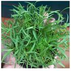 Sementes Brotos De Microverdes De Cenoura Radesh (100g) Isla