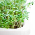 Sementes Brotos Microverdes De Agrião Do Seco Isla