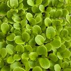 Sementes Brotos Microverdes De Alface Deva (100g) Isla