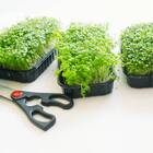 Sementes Brotos Microverdes De Almeirão Feltrin