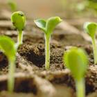 Sementes Brotos Microverdes De Almeirão Feltrin