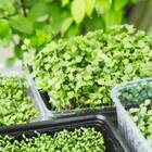 Sementes Brotos Microverdes De Almeirão Feltrin