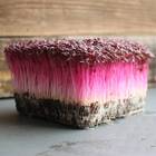 Sementes Brotos Microverdes De Amaranto Asteca Isla