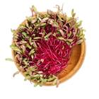 Sementes Brotos Microverdes De Beterraba Shankar (500g) Isla