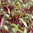 Sementes Brotos Microverdes De Beterraba Shankar Super Isla