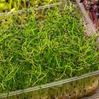 Sementes Brotos Microverdes De Cebola Durga Super Isla