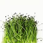 Sementes Brotos Microverdes De Cebola Durga Super Isla