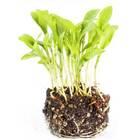 Sementes Brotos Microverdes De Coentro Maya (100g) Isla