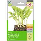 Sementes Brotos Microverdes De Coentro Maya Super Isla