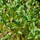 Sementes Brotos Microverdes De Coentro Maya Super Isla