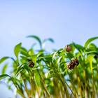 Sementes Brotos Microverdes De Coentro Maya Super Isla
