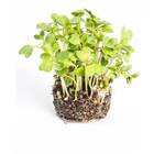 Sementes Brotos Microverdes De Couve Mahara (100g) Isla