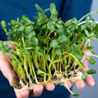 Sementes Brotos Microverdes De Girassol (100g) Isla