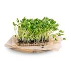 Sementes Brotos Microverdes De Girassol (100g) Isla