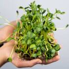 Sementes Brotos Microverdes De Girassol (100g) Isla