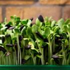 Sementes Brotos Microverdes De Girassol Isla