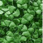 Sementes Brotos Microverdes De Manjericão Shanti (100g) Isla