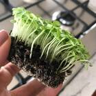 Sementes Brotos Microverdes De Manjericão Shanti Super Isla