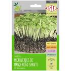 Sementes Brotos Microverdes De Manjericão Shanti Super Isla