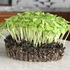 Sementes Brotos Microverdes De Manjericão Shanti Super Isla