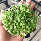 Sementes Brotos Microverdes De Manjericão Shanti Super Isla