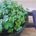 Sementes Brotos Microverdes De Mostarda Nayana Super Isla