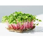 Sementes Brotos Microverdes De Rabanete Indra Super Isla