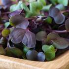 Sementes Brotos Microverdes De Rabanete Sarvesh (roxo) Isla