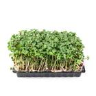 Sementes Brotos Microverdes De Rúcula Surya (500g) Isla