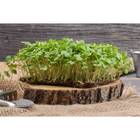 Sementes Brotos Microverdes De Rúcula Surya (500g) Isla