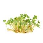 Sementes Brotos Microverdes De Rúcula Surya Isla