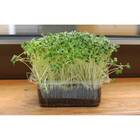 Sementes Brotos Microverdes De Rúcula Surya Isla