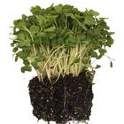 Sementes Brotos Microverdes De Rúcula Surya Isla