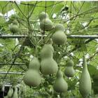 Sementes Cabaça Ornamental Topseed