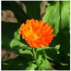 Sementes Calêndula Medicinal Topseed