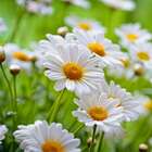 Sementes Camomila Topseed