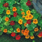 Sementes Capuchinha Híbrida Dobrada Alta Isla