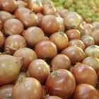 Sementes Cebola Crioula Isla