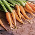 Sementes Cenoura Baby Topseed