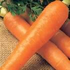 Sementes Cenoura Brasília (alta Seleção) Topseed