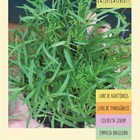 Sementes Cenoura Para Microverdes  Isla