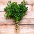 Sementes Cerefólio Topseed