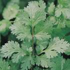 Sementes Coentro Português Topseed