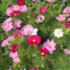 Sementes Cosmos-de-jardim (carnaval) Isla