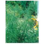 Sementes De  Cominho Verdadeiro Feltrin