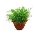 Sementes De  Cominho Verdadeiro Feltrin