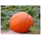 Sementes De Abóbora Atlantic Gigante (3g) Super Isla
