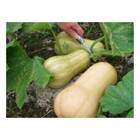 Sementes De Abóbora Butternut Isla