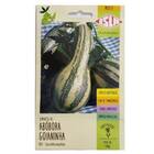 Sementes De Abóbora Goianinha Isla